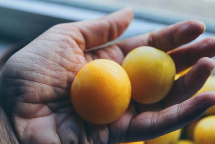 خواص زرد آلو و تمامی اثرات مثبت این میوه تابستانی - وبسایت نوبهار