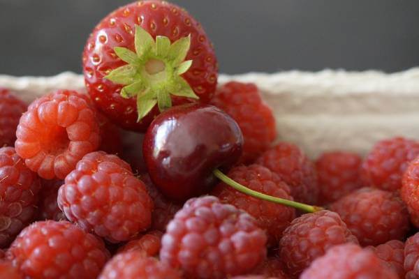 خواص شاتوت و فواید این میوه ی خوشمزه جنگلی برای سلامت و زیبایی - وبسایت بستنی نوبهار